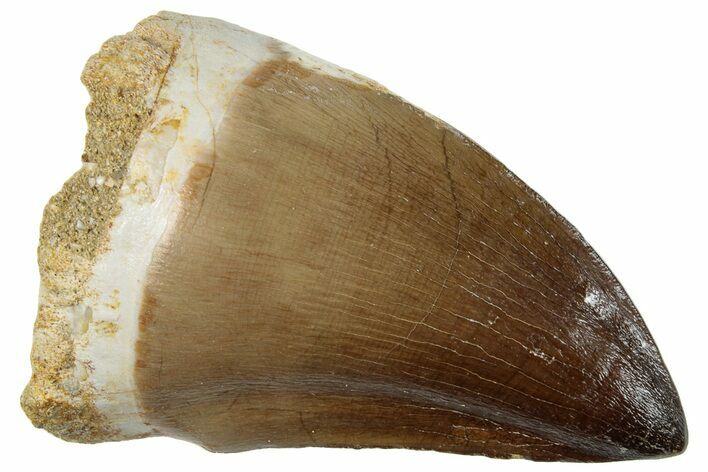 Fossil Mosasaur (Prognathodon) Tooth - Morocco #259998